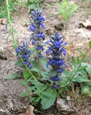 Description Ajuga reptans - Bugle rampante.JPG