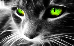 Fond d' écran HD chat au yeux vert
