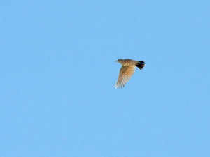 In addition we had a few Bar-tailed Larks - junk birds...