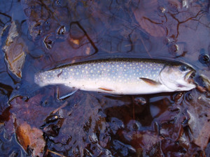 Brook Trout Fish