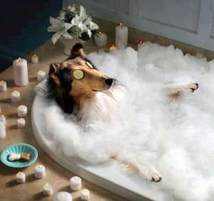 Funny Dog Picture Taking Bath In Bath Tub