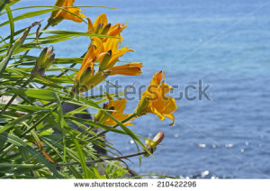 close up of the wildflowers lily (Hemerocallis middendorfii) at sea ...
