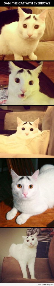 Cats eyebrows - Funny Pictures, Funny Quotes, Funny Memes, Funny Pics ...