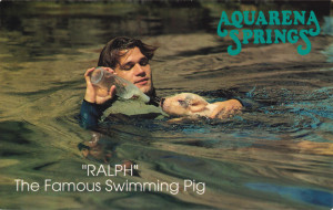 ... at Ralph, the swimming pig that made Aquarena Springs famous! Or not
