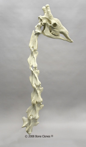 Giraffes 3D, Camelopardali Giraffes, Giraffes Animal, Art Giraffa ...