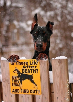 doberman pinscher Picture Reminder!!!