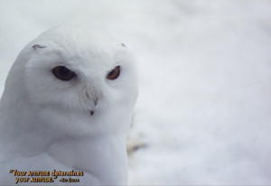 Attitude Determines Altitude Motivational Quote Poster