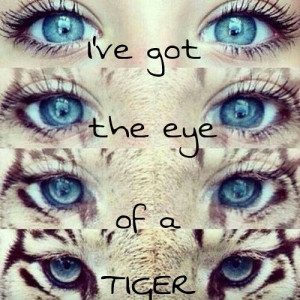 ve got the eye of the tiger