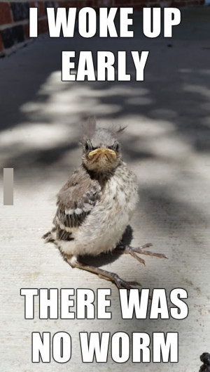 Angry Bird Meme