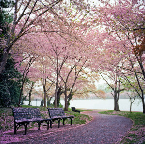 TRAVELINCOLORS - Cherry Blossoms | Washington D.C. (by JP Benante)