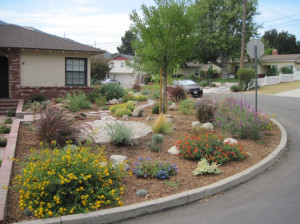 Drought Resistant Landscaping