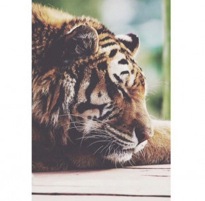 Beautiful Sleepy Tiger