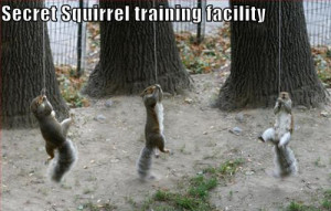 Funny Squirrels on secret training
