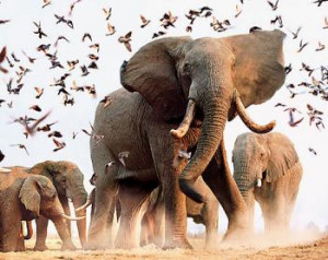 Elephants have long been observed to follow the same travel routes ...