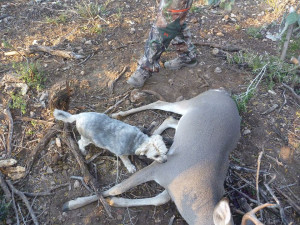 Hunting Uvalde Texas Hunting Ranch Whitetail Deer Hogs Doves hunting