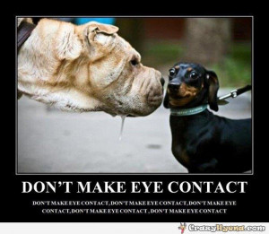 Don’t Make Eye Contact - Funny Dog Quote
