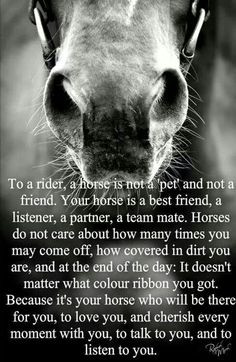 Great Horse Quotes