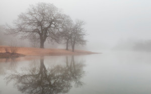 Earth - Fog Mist.river Autumn Reflection Tree Wallpaper