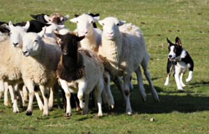 ... dog breeds herding shetland sheepdog sheltie herding product 20 20
