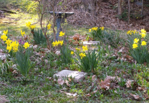 The Spring Garden in Bloom - Bulbs Abound!