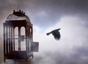 bird flying out the cage, photo credit: Google images