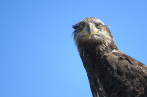 Quotes About The Bald Eagle