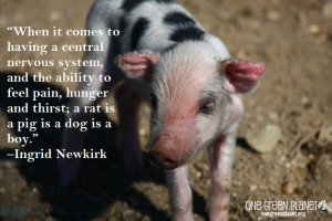 14 Quotes Every Animal Advocate Should Know By Heart