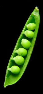 am looking at images of pea pods because I think that there shape ...