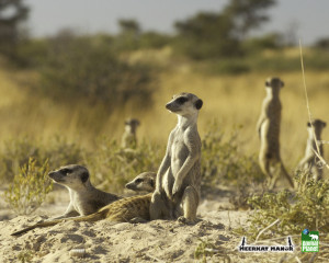 meerkats baby animal zoo