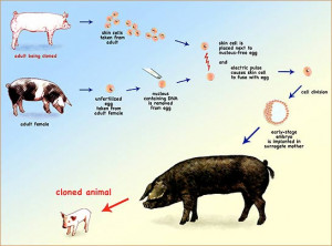 800) 863-5217 or (408) 229-8297