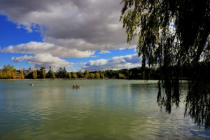 Lake With Willow Tree Stock