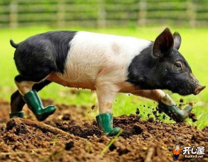 猪的搞笑图片-第1页-搞笑的猪马路上喂奶