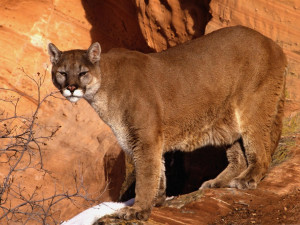 Pictures Cougars Animal Photos