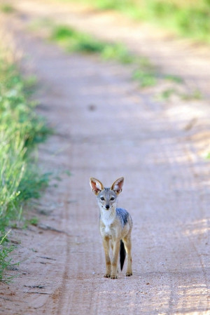 Coyote, a common Native American 