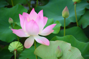 home images lotus flower practice lotus flower practice facebook ...