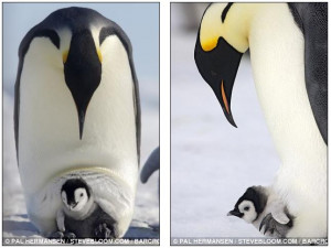 baby penguins in love who doesnt love penguins baby penguins in love ...