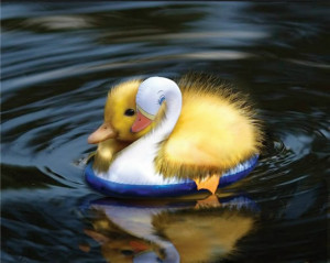duck photo Baby-Duck.jpg