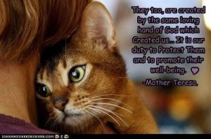 Feral cats are part of the domestic cat species and generally live and ...