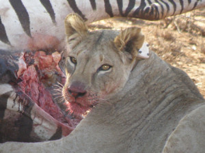 can a zebra eat a zebra