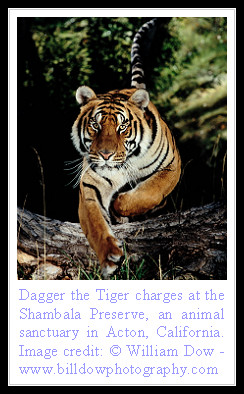 bengal tiger is the most numerous subspecies of tigers today second ...