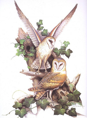 animal art roger tory peterson barn owl pair tyto alba