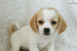 Meet Male Cute Puggle Puppy