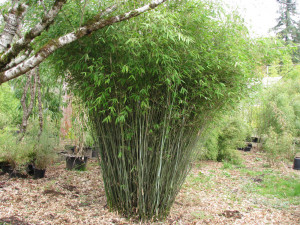 Pruning Clumping Bamboo...