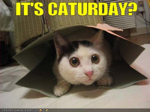 funny-pictures-cat-is-excited-for-caturday