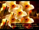 Spring with Bible Verses-Sample screen