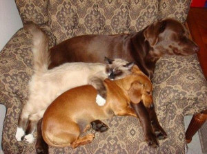 All Keeping Warm - Return to Funny Animal Pictures Home Page