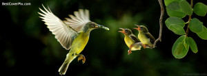 Bird Feeding Best Nature FB Cover photo