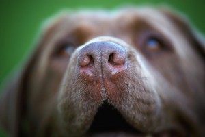 The Nose Knows Answers to Pressing Dog Nose Questions