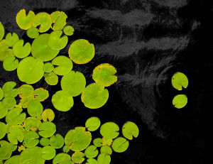 Giant Lily Pads And Lotus...