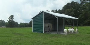Steel Loafing Shed
